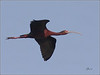 Netgarden > Ospreys and Ibis 2008 photo