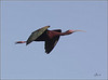 Netgarden > Ospreys and Ibis 2008 photo