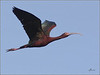 Netgarden > Ospreys and Ibis 2008 photo
