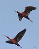 Netgarden > Ospreys and Ibis 2008 photo