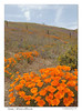 Anza Borrego Wildflowers, Eagles Mar '08, Gorman wildflowers : 