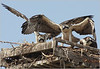 Netgarden > Ospreys and Ibis 2008 photo