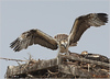Netgarden > Ospreys and Ibis 2008 photo