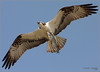 Netgarden > Ospreys and Ibis 2008 photo