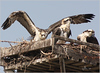 Netgarden > Ospreys and Ibis 2008 photo