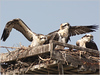 Netgarden > Ospreys and Ibis 2008 photo