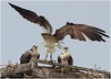 Netgarden > Ospreys and Ibis 2008 photo
