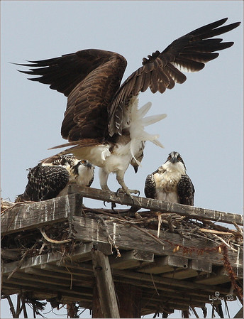 Netgarden > Ospreys and Ibis 2008 300f4 photo