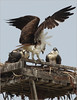 Netgarden > Ospreys and Ibis 2008 photo