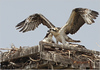 Netgarden > Ospreys and Ibis 2008 photo
