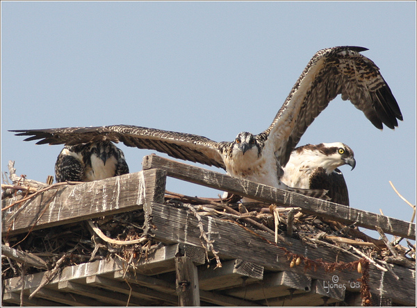 Netgarden > Ospreys and Ibis 2008 300f4 photo