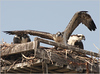 Netgarden > Ospreys and Ibis 2008 photo