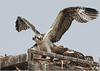 Netgarden > Ospreys and Ibis 2008 photo