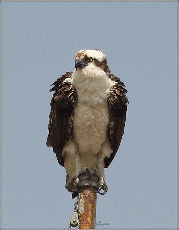 Netgarden > Ospreys and Ibis 2008 300f4 photo