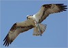 Netgarden > Ospreys and Ibis 2008 photo