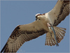 Netgarden > Ospreys and Ibis 2008 photo