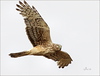 OC Summer 2008 Wildlife,  owls, skimmers and Harriers 300f4 : 