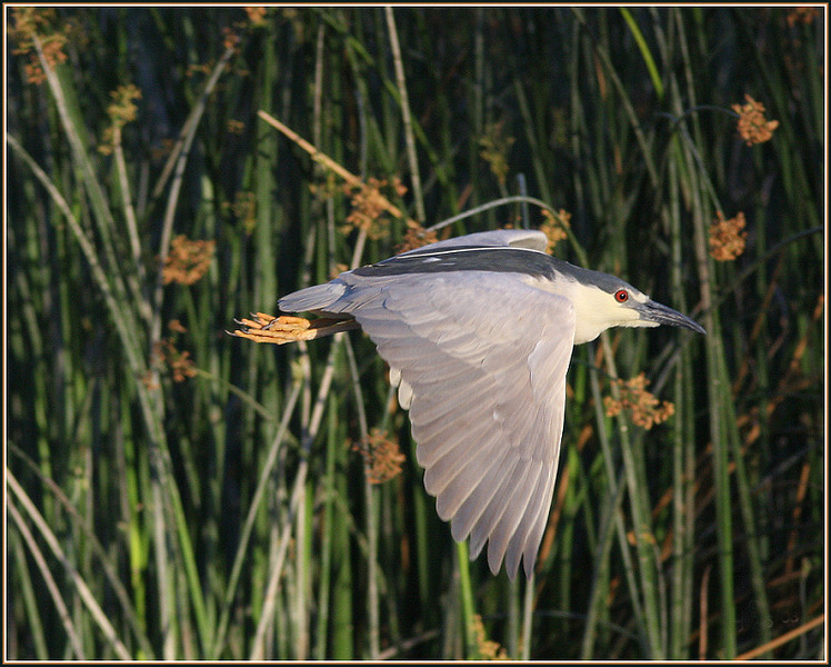 Netgarden > OC Summer 2008 Wildlife,  owls, skimmers and Harriers 300f4 photo