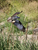 Netgarden > Ospreys and Ibis 2008 photo