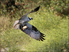 Netgarden > Ospreys and Ibis 2008 photo