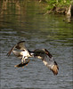 Netgarden > Ospreys and Ibis 2008 photo