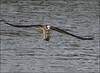 Netgarden > Ospreys and Ibis 2008 photo