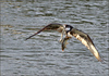 Netgarden > Ospreys and Ibis 2008 photo