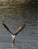 Netgarden > Ospreys and Ibis 2008 photo