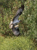 Netgarden > Ospreys and Ibis 2008 photo