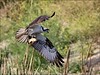 Netgarden > Ospreys and Ibis 2008 photo