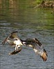 Netgarden > Ospreys and Ibis 2008 photo
