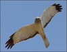 OC Harriers, Osprey prey, and White Tail Kites  '08 300f4 : 