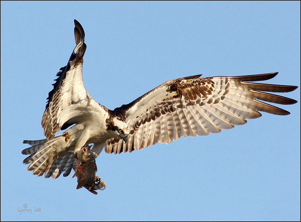 Netgarden > Harriers, Osprey prey, and White Tail Kites  '08 photo