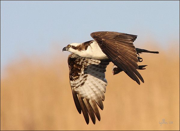 Netgarden > Harriers, Osprey prey, and White Tail Kites  '08 photo