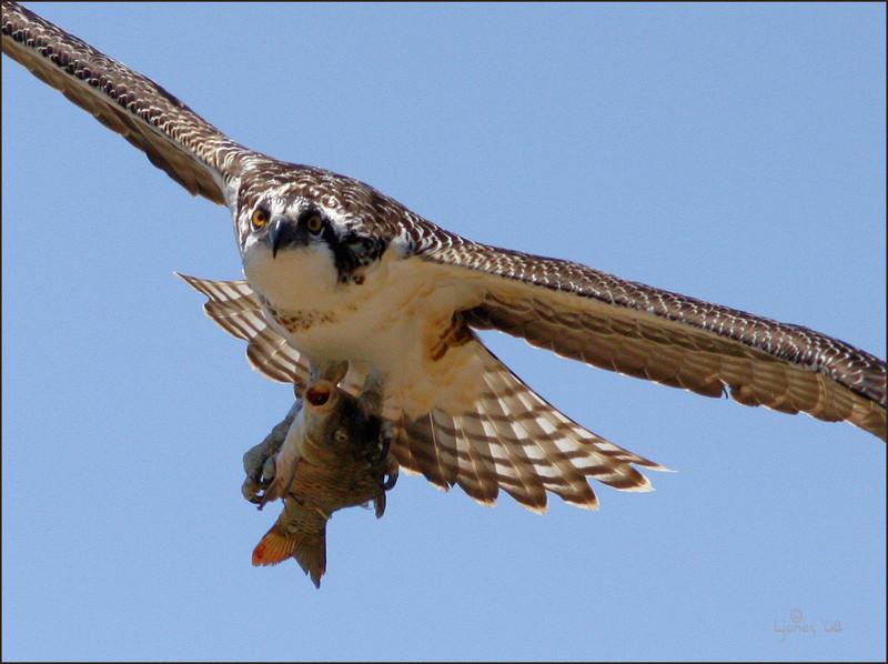 Netgarden > OC Harriers, Osprey prey, and White Tail Kites  '08 300f4 photo