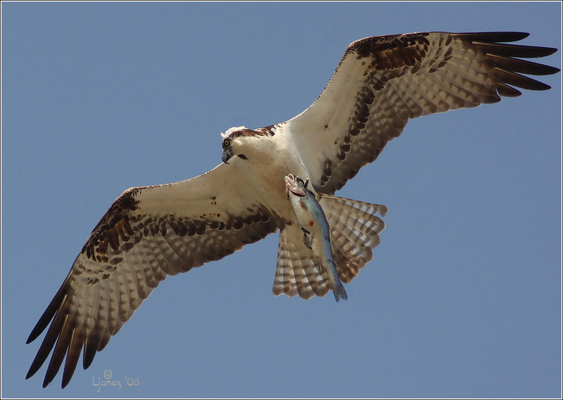 Netgarden > Harriers, Osprey prey, and White Tail Kites  '08 300f4 photo