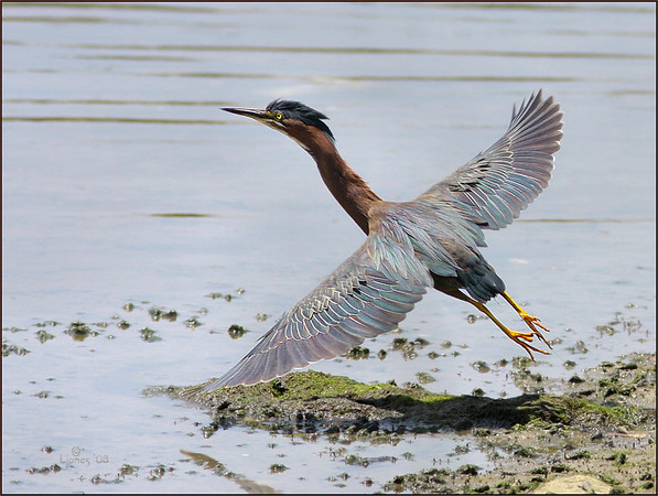 Netgarden > Summer 2008 Wildlife and Harriers photo
