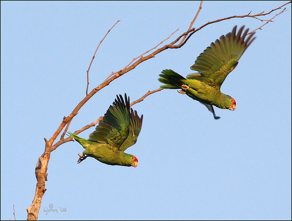 Netgarden > Wild parrots in Irvine, Ca