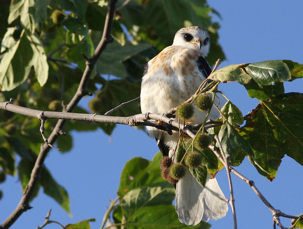 Netgarden > Harriers, Osprey prey, and White Tail Kites  '08 photo