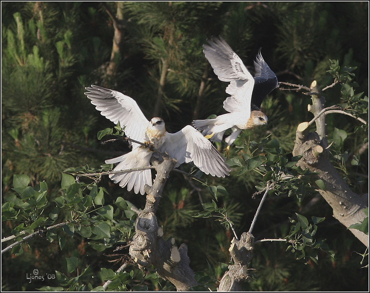 Netgarden > Two Fledges. Learning how to venture out.