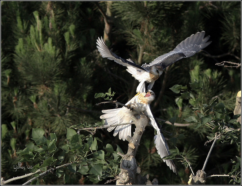 Netgarden > Playful practice, White Tailed Kites, fledges.