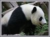 Animals : San Diego Zoo