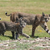 Mark III OCWildlife, Bobcats, Hummer and Ospreys : 