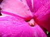 Netgarden > Macro 2004-2005 photo