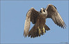 OC Wildlife Birds and Hawks, Owls, Cape May NJ, MKIII'08 : 