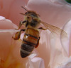 Netgarden > Macro 2004-2005 photo