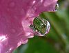 Netgarden > Macro 2004-2005 photo