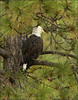 California Bald Eagles, 2008 OC Reddish Egrets, El Dorado Park bald eagle, and Heron w/fish2009 : 