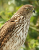 OC WILDLIFE Local areas 09 : 