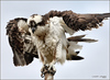 OC Local fauna, Osprey,Bluebirds,  Swallows,  Owls, Harriers : 